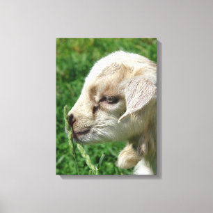 Adortable Goat Kid Canvas Print Leinwanddruck