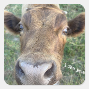 Adortable Kuh ist Nosey Sticker