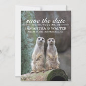 Adortable Meerkats Funny Expression Save the Date Magneteinladung (Vorderseite)