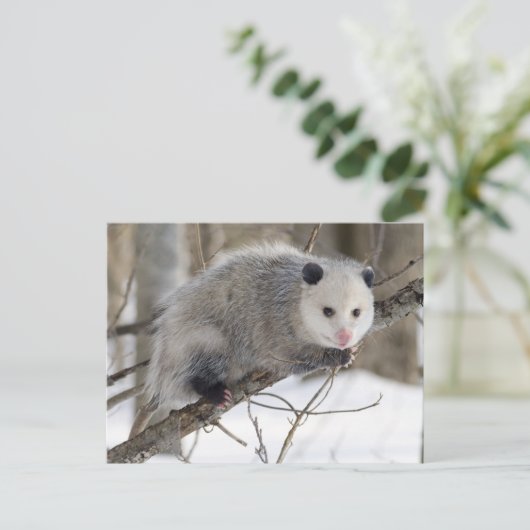 Adortable Oppossum Postkarte (Stehend Vorderseite)