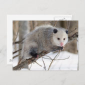 Adortable Oppossum Postkarte (Vorne/Hinten)