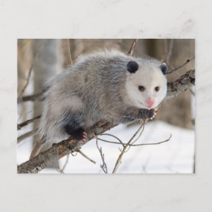 Adortable Oppossum Postkarte