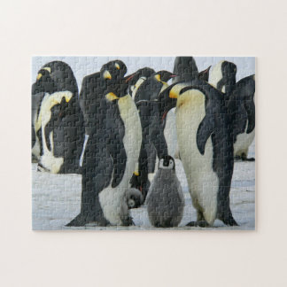 Adortable Penguin Arktis Puzzle