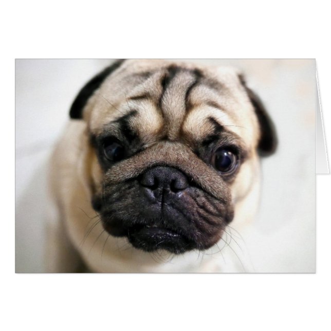 Adortable Puppy Eyes Mops (Vorderseite (Horizontal))