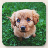Adortable Puppy Foto Getränkeuntersetzer (Vorderseite)