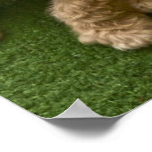 Adortable Puppy Foto Poster (Ecke)