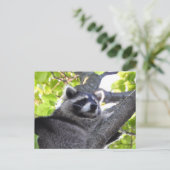 Adortable Raccoon Nah hoch Postkarte (Stehend Vorderseite)