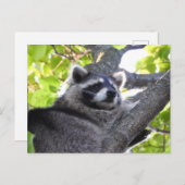 Adortable Raccoon Nah hoch Postkarte (Vorne/Hinten)
