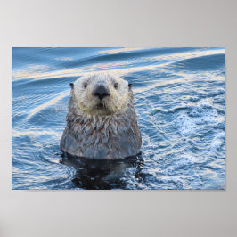 Adortable Sea Otter Flüchtigen Blicke Poster