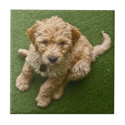 Adortable Welpe Fliese (Vorderseite)