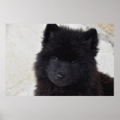 Adortable Welpe Poster (Vorne)