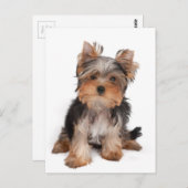 Adortable Welpe Postkarte (Vorne/Hinten)