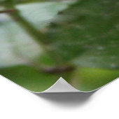 Adortable Young Hummingbirds Foto Poster (Ecke)