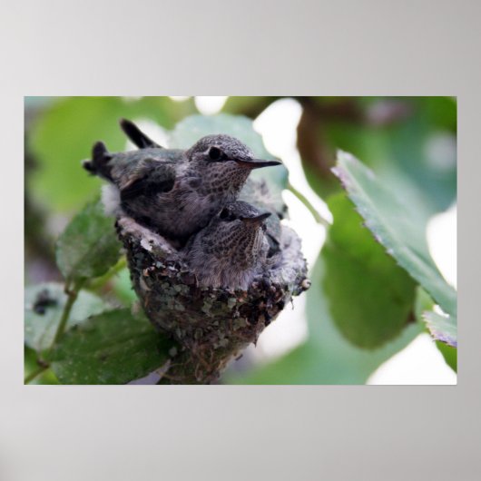 Adortable Young Hummingbirds Foto Poster (Vorne)