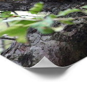 Adortable Young Raccoon Pair in Tree Poster (Ecke)