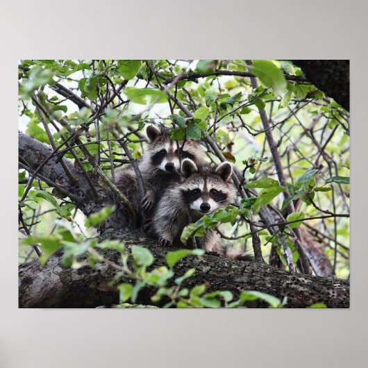 Adortable Young Raccoon Pair in Tree Poster (Vorne)