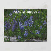 Adresswechsel der Lupinen Postkarte (Vorderseite)