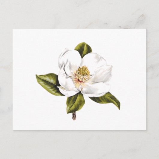 Adresswechsel Postkarten - Set von 25 (Vorderseite)