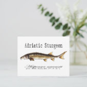 Adriatic Sturgeon Item Postkarte (Stehend Vorderseite)