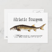Adriatic Sturgeon Item Postkarte (Vorne/Hinten)