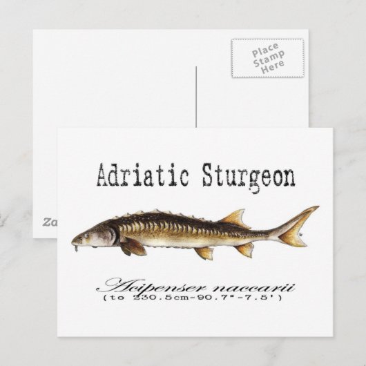 Adriatic Sturgeon Item Postkarte (Vorne/Hinten)