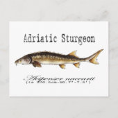 Adriatic Sturgeon Item Postkarte (Vorderseite)