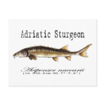 Adriatic Sturgeon Item