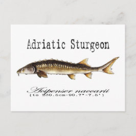 Adriatic Sturgeon Item Postkarte