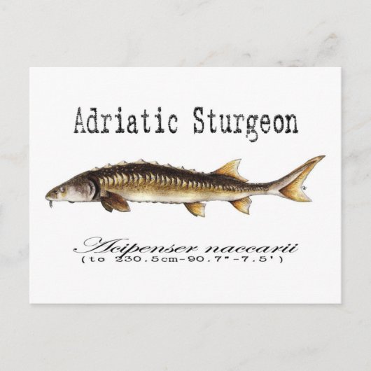 Adriatic Sturgeon Item Postkarte (Vorderseite)