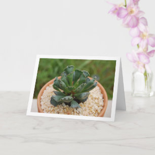 Adromischus Cristatus, Krause Sukkulente Karte