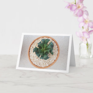 Adromischus Cristatus, Krause Sukkulente Karte