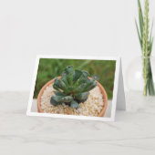 Adromischus Cristatus, Krinkle Leaf Sukkulent Karte (Vorderseite)
