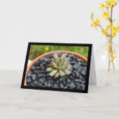 Adromischus, Sukkulente Karte (Gelbe Blume)