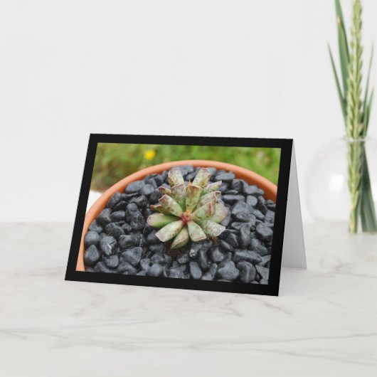 Adromischus, Sukkulente Karte (Vorderseite)