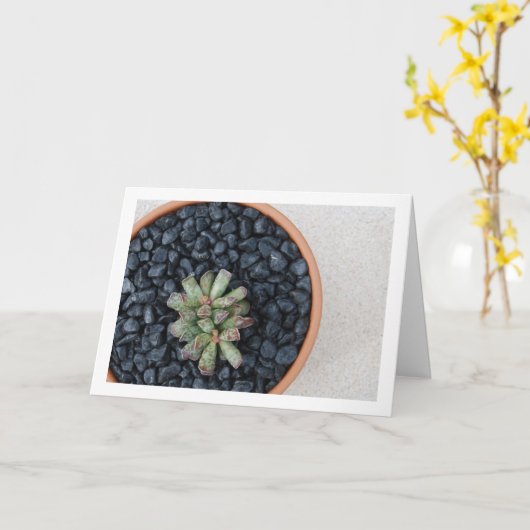 Adromischus, Sukkulente Pflanze in Pot Karte (Gelbe Blume)