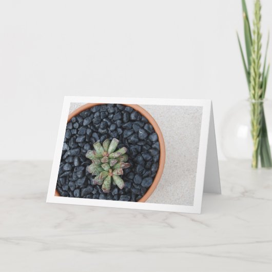 Adromischus, Sukkulente Pflanze in Pot Karte (Vorderseite)