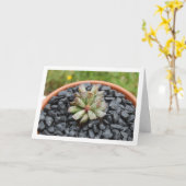 Adromischus, sukkulente Pflanze in Pot Karte (Gelbe Blume)