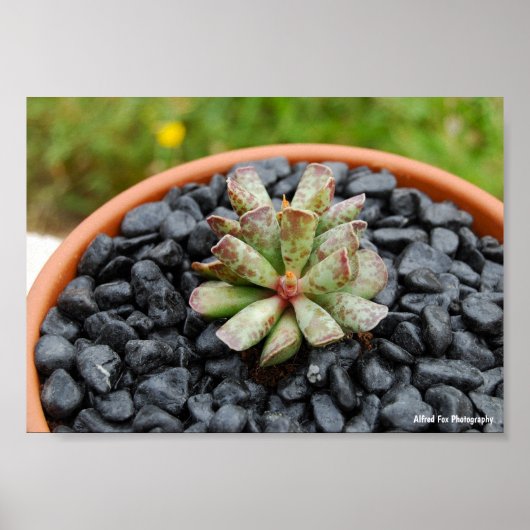 Adromischus, Sukkulente Poster (Vorne)