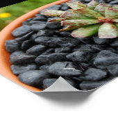Adromischus, Sukkulente Poster (Ecke)