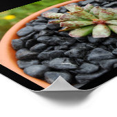 Adromischus, Sukkulente Poster (Ecke)
