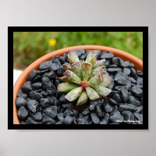 Adromischus, Sukkulente Poster (Vorne)
