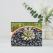 Adromischus, Sukkulente Postkarte (Stehend Vorderseite)