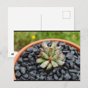 Adromischus, Sukkulente Postkarte