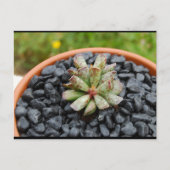 Adromischus, Sukkulente Postkarte (Vorderseite)