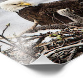 Adult Bald Adler mit Adlern Fotodruck (Ecke)