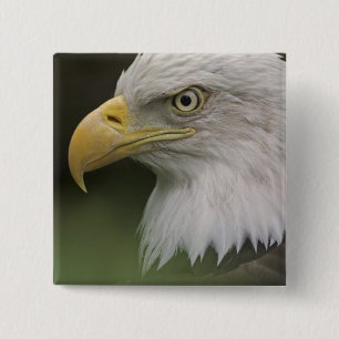 Adult Bald Eagle Portrait, Haliaeetus Button