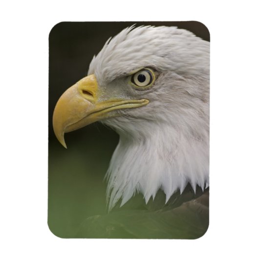 Adult Bald Eagle Portrait, Haliaeetus Magnet (Vertikal)