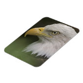 Adult Bald Eagle Portrait, Haliaeetus Magnet (Linke Seite)