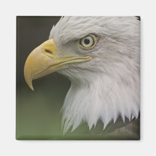 Adult Bald Eagle Portrait, Haliaeetus Magnet
