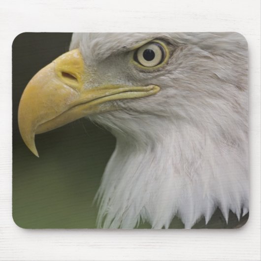 Adult Bald Eagle Portrait, Haliaeetus Mousepad (Vorne)
